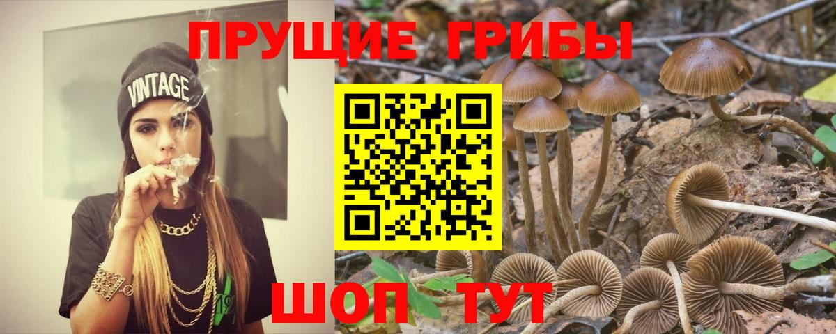 Псилоцибиновые грибы Cubensis Приморско-Ахтарск